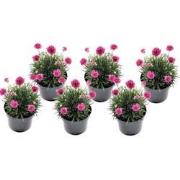 Engels gras - Set van 6 - Armeria maritima 'Deep Rose' - Hoogte 20-30c...