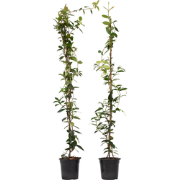 Jasmijn - Set van 2 - Trachelospermum jasminoides - Hoogte 110-120cm -...