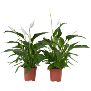 Lepelplant - Set van 2 - Spathiphyllum 'Lima' - Hoogte 60-75cm - ?17cm