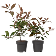 Glansmispel - Set van 6 - Photinia fraseri 'Red Robin' - Hoogte 30-40c...