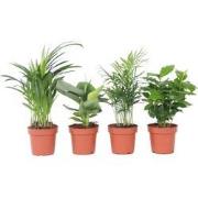 Mooie Kamerplantenset - Set van 4 - Hoogte 25-40cm - ?12cm