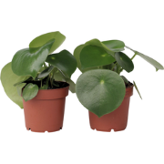 Regendruppelplant - Set van 2 - Peperomia polybotrya - Hoogte 20-30cm ...