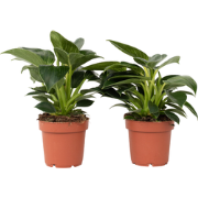 Witte Golfplant - Set van 2 - Philodendron 'White Wave' - Hoogte 25-40...