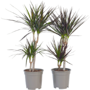Drakenbloedboom - Set van 4 - Dracaena marginata - Hoogte 70-80cm - ?1...
