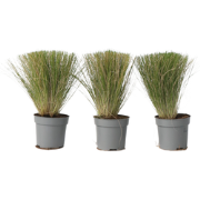 Vedergras - Set van 3 - Stipa tenuifolia 'Pony Tails' - Hoogte 20-30cm...