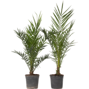 Canarische Dadelpalm - Set van 2 - Phoenix canariensis - Hoogte 80-100...