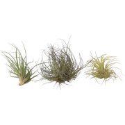 Luchtplantjes - Set van 3 - Tillandsia - Hoogte 5-15cm - ?5cm