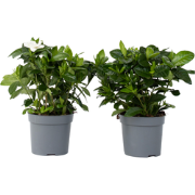 Kaapse jasmijn - Set van 2 - Gardenia jasminoides - Hoogte 20-30cm - ?...