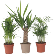 Kamerpalmen - Set van 3 - Mini Indoor Palm Mix - Hoogte 25-40cm - ?12c...