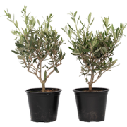 Olijfstruik - Set van 4 - Olea europaea - Hoogte 25-40cm - ?14cm