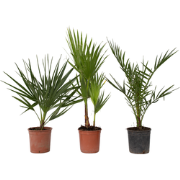 Tuinpalm - Set van 3 - Phoenix Chamaerops Washingtonia - Hoogte 50-70c...