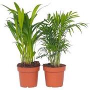 Kleine kamerpalmen - Set van 2 - Dypsis, Chamaedorea - Hoogte 25-40cm ...