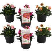 Bitterkruid - Set van 6 - Lewisia cotyledon - Hoogte 10-20cm - ?10cm