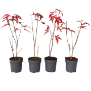 Japanse Esdoorn - Set van 4 - Acer 'Atropurpureum' - Hoogte 25-40cm - ...