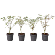 Japanse Esdoorn - Set van 4 - Acer 'Butterfly' - Hoogte 25-40cm - ?10,...