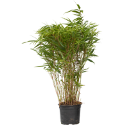 Bamboe - Fargesia nitida 'Gansu' - Hoogte 50-70cm - ?17cm