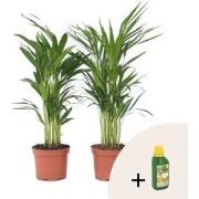 Goudpalm met voeding - Set van 2 - Dypsis lutescens - Hoogte 60-70cm -...