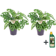 Apenmasker - Set van 2 - Monstera 'Monkey Mask' - Hoogte 25-30cm - ?12...