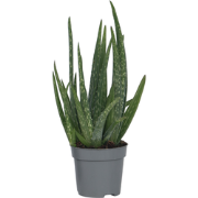 Aloë vera - Aloe barbadensis - Hoogte 25-40cm - ?10,5cm