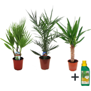 Kamerpalmen met plantenvoeding - Set van 3 - Hoogte 50-70cm - ?14cm