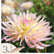 Dahliaknollen - Set van 3 - Dahlia 'Cabanna Banana' - Geel