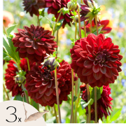 Dahliaknollen - Set van 3 - Dahlia 'Arabian Night' - Rood