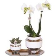 Kolibri Company - Set van witte orchidee en Succulent op zilveren dien...