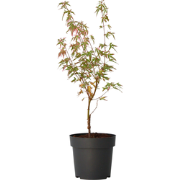 Japanse Esdoorn - Acer palmatum 'Taylor' - Hoogte 50-60cm - ?19cm