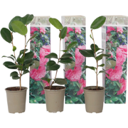 Japanse Roos - Set van 3 - Camellia japonica 'Bonomiana' - Hoogte 25-4...