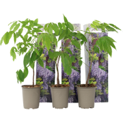 Blauwe regen - Set van 3 - Wisteria sinensis - Hoogte 25-40cm - ?9cm