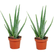 Aloë vera - Set van 2 - Aloe barbadensis - Hoogte 25-40cm - ?10,5cm