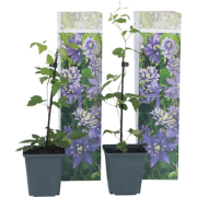 Bosrank - Set van 2 - Clematis hybrid 'Taiga' - Hoogte 25-40cm - ?9cm