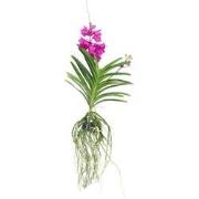 Cerice Orchidee - Vanda 'Tayanee Cerise' - Hoogte 55-65cm