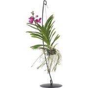 Roze Orchidee met standaard - Vanda 'Pink' - Hoogte 45-55cm