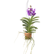 Orchidee - Vanda 'Blue' - Hoogte 45-55cm - ?12cm