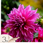 Dahliaknollen - Set van 3 - Dahlia 'Café au lait Rosé' - Roze