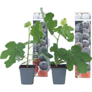 Vijgenboom - Set van 2 - Ficus carica 'Brown Turkey' - Hoogte 25-40cm ...