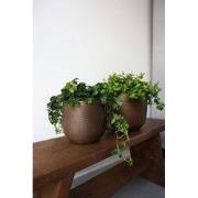 HS Potterie Davos Pot Brons - 21