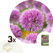 Alliumbollen - Set van 3 - Allium 'Millenium' - Bloembollen - Paars