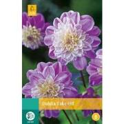 2 stuks - Dahlia Take Off 1 bol