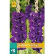 2 stuks - Gladiolus Purple Flora 7 bollen