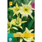 2 stuks - Hymenocallis Sulphur Queen 1 bol