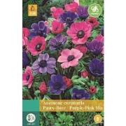 Anemone Coronaria Paars/Roze Mix