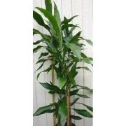 Kamerplant Drakenbloedboom Dracaena Fragrans Donkergroen 120 cm