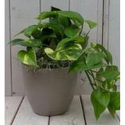 Epipremnum geelgroen taupe pot 25 cm