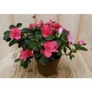 Kamerplant Azalea rood groot