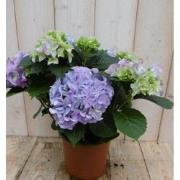 Hortensia Blauw 30 - 40 cm 4 tot 6 bloemen