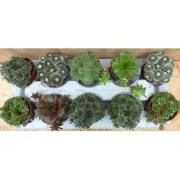 Vetplanten sedum 10 potjes per tray kleur mix