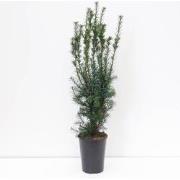 Taxus media hicksii