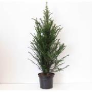 Taxus baccata 80-125 cm